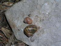 Les escargots se trouvent souvent dans les rocailles